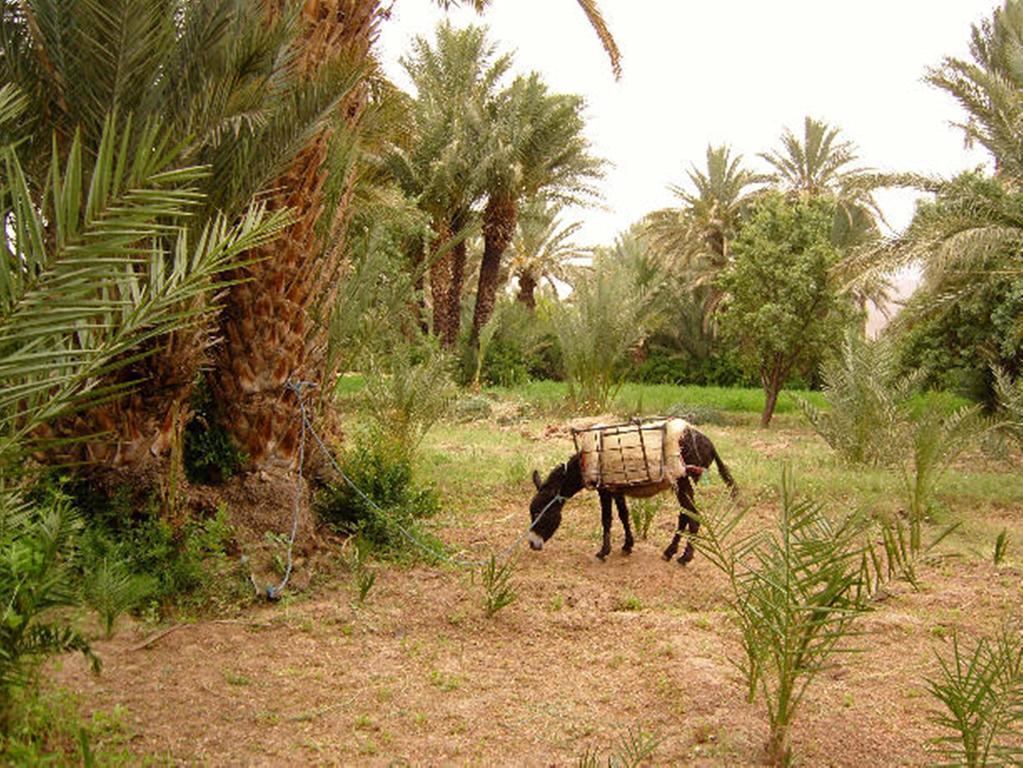 Kasbah Itrane Bed and Breakfast Tamnougalt Eksteriør billede